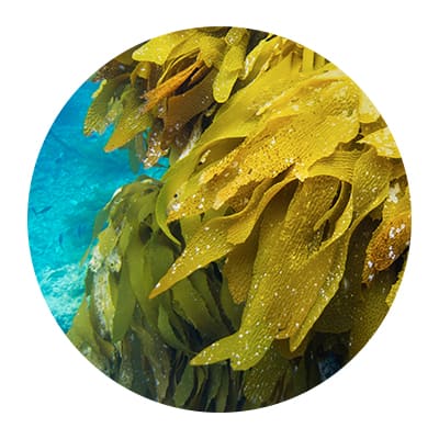 algae